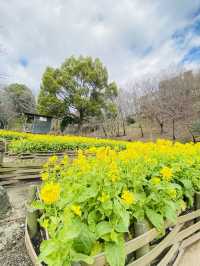 神戸布引ハーブ園！2024年3月中旬の開花状況