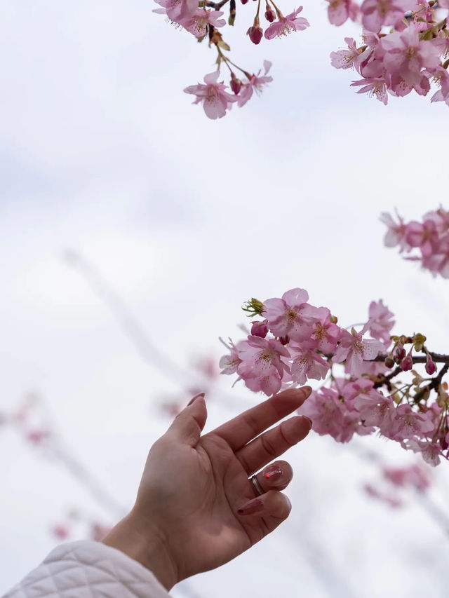 【東京都近郊】3月に行きたいお花かわかわいスポットまとめ