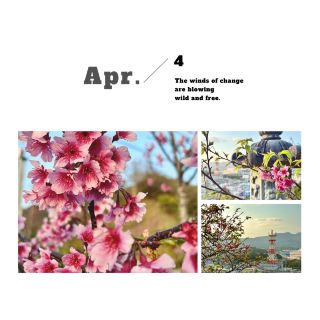 賞櫻勝地【夢幻櫻海】折本山公園