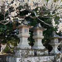 湯島天滿宮櫻花 🌸 心曠神怡