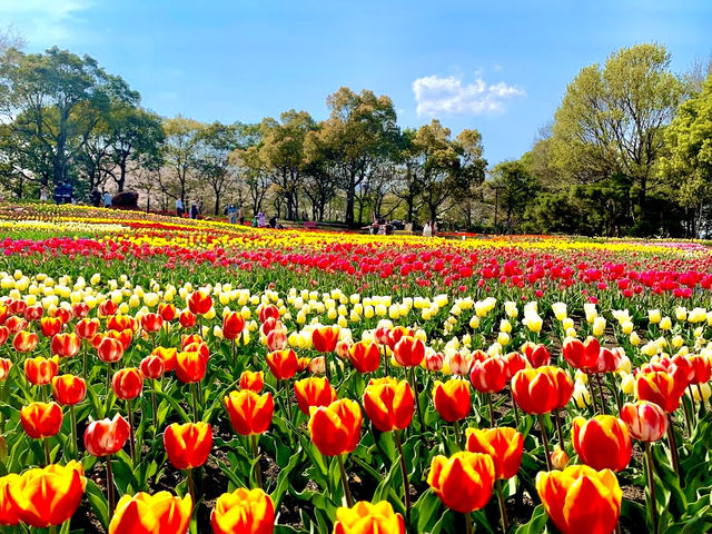 Kiso Sansen Park Center