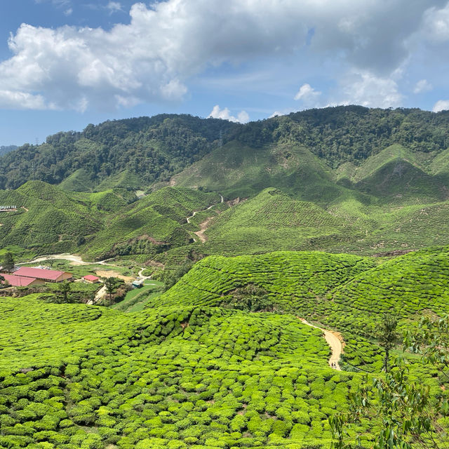 Cameron Highlands! Weather is just nice! 