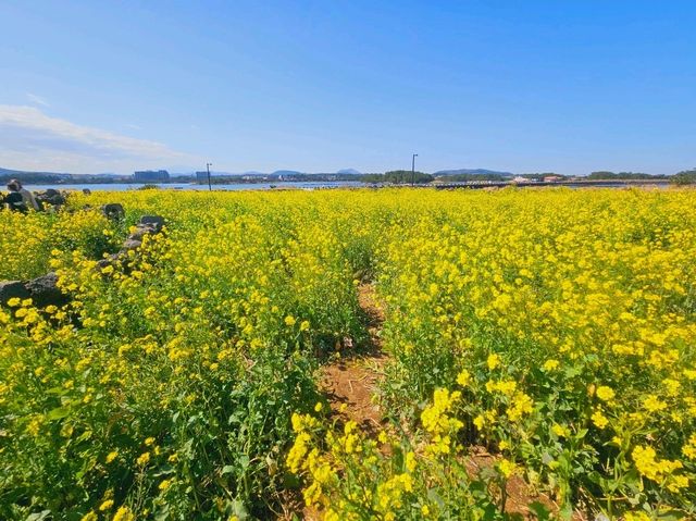 Rapeseed flower field at Noksan-ro