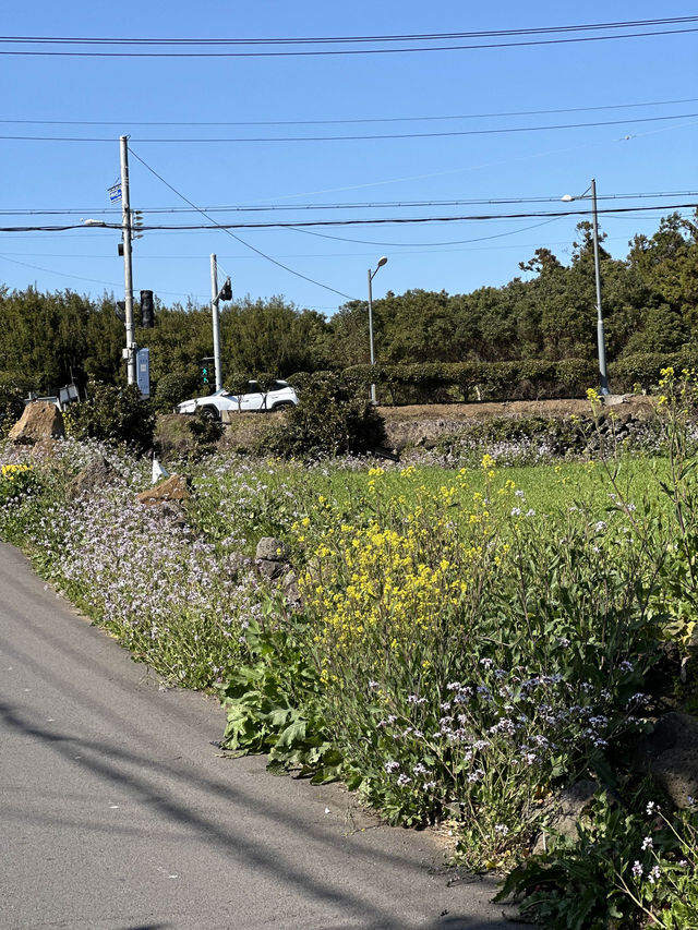 제주도에서 가장 아름다운 노란 물결이 출렁이는 곳 🌼 산방산 유채꽃밭