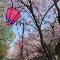 名古屋市の桜名所「荒子川公園」