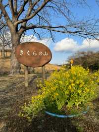 【千葉(成田)】桜×飛行機を撮影するなら絶対ここ！！飛行機が間近でみられるおすすめスポット