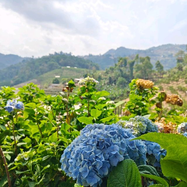 สวนส้มสวนของฉัน (My Garden) แม่ริม