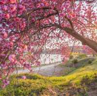 Beautiful Cherry Blossom of Eunpa Lake Park