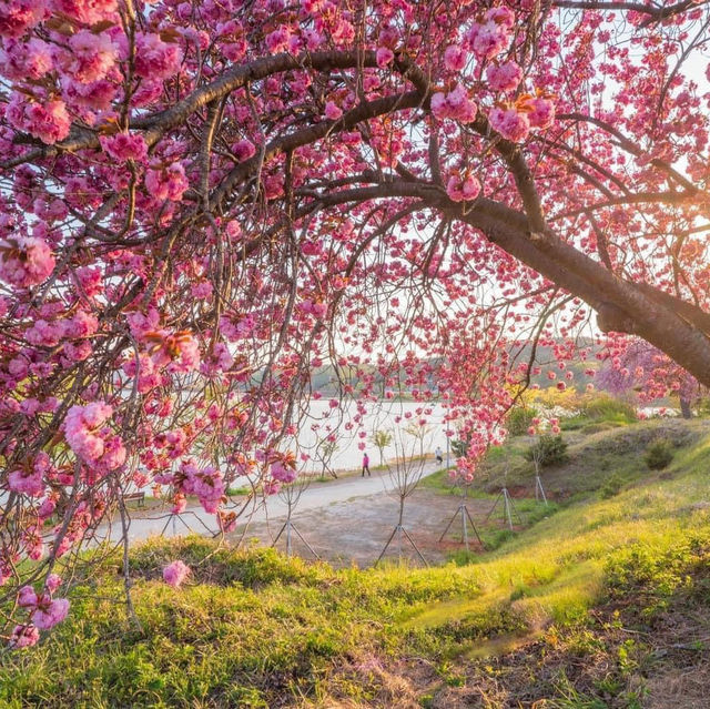 Beautiful Cherry Blossom of Eunpa Lake Park