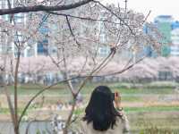 서울 벚꽃명소 지금이 절정! 안양천 벚꽃길🌸