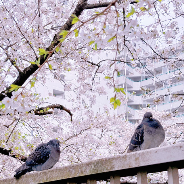 神田川お花見🌸