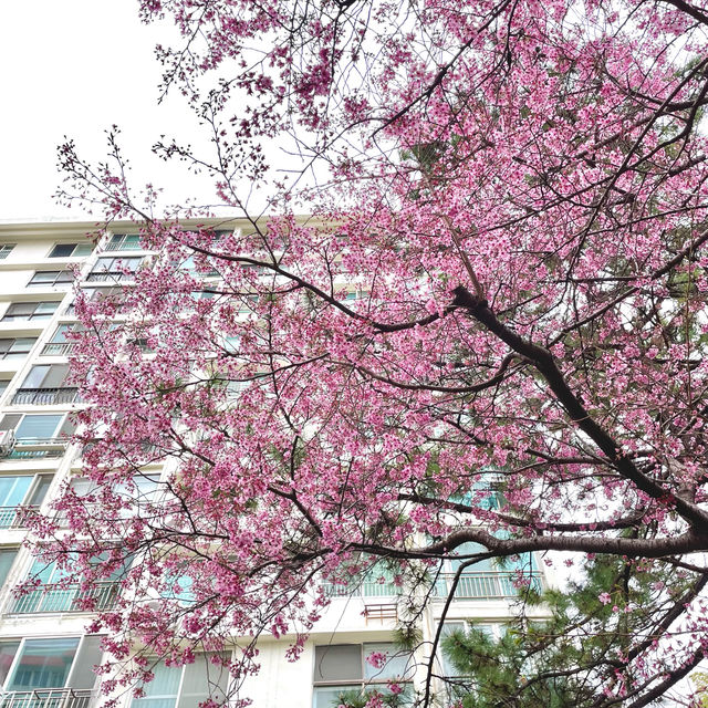 Dreamy Streets in Namcheon-Dong