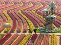 วิ่งเล่นท่ามกลางทุกดอกซิโรเซีย@กาญจนบุรี