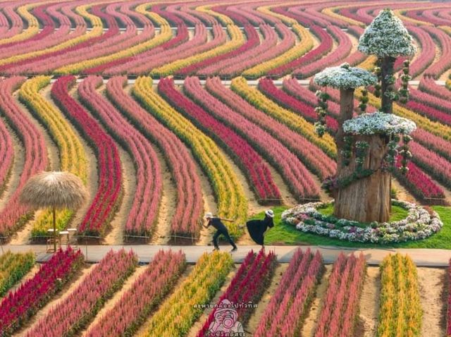 วิ่งเล่นท่ามกลางทุกดอกซิโรเซีย@กาญจนบุรี