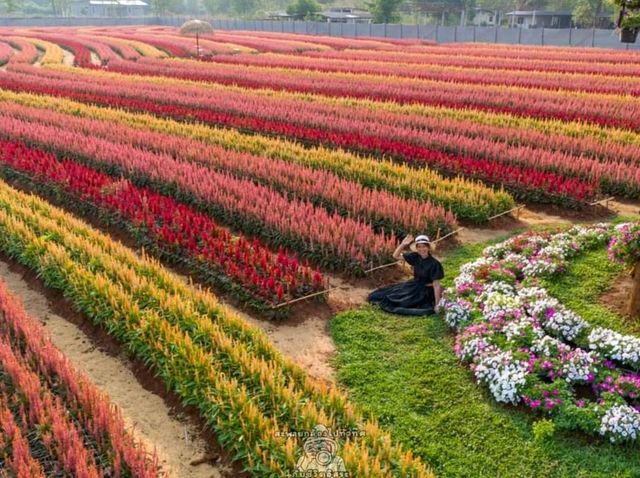 วิ่งเล่นท่ามกลางทุกดอกซิโรเซีย@กาญจนบุรี