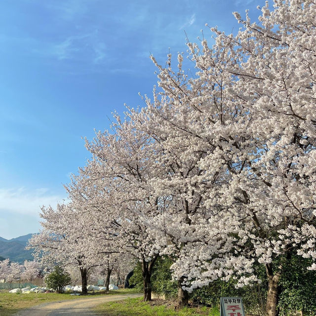 Beautiful Cherry Blossom of Palgongsan