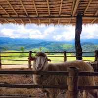 Akha Farmville 