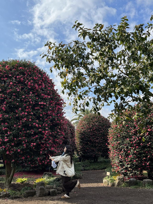 겨울에 빠질 수 없는 제주 동백이 가득한 동백수목원🌺