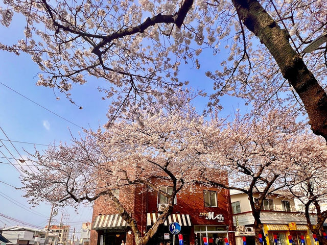 【濟州島】典農路櫻花季，避開高峰