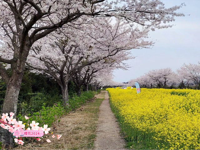 【濟州鹿山路】春季賞櫻，不可錯過的美好時刻