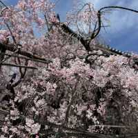 京都の綺麗な桜達🌸