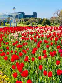 Taean Tulip Festival