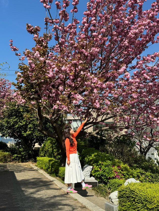 부산 겹벚꽃하면 여기죠!