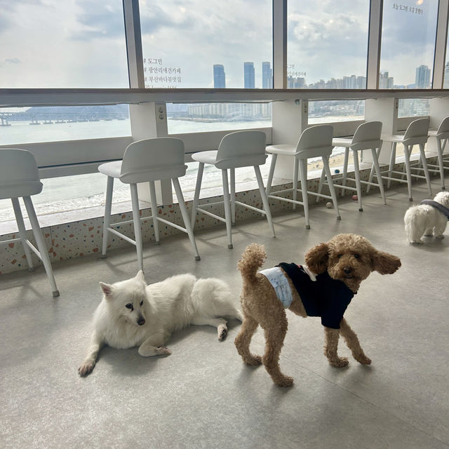 광안리 여행 이색 데이트 코스, 도그민