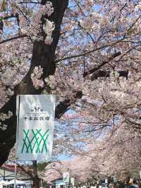 【栃木 那須塩原】約300mの桜並木が綺麗な🌸千本松牧場🌸