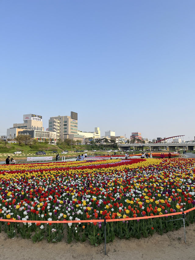 막 찍어도 인생샷 가능한 청주 무심천 튤립축제🌷