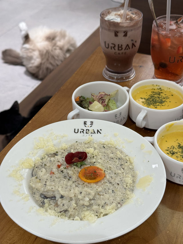 《減壓喵喵Cafe》
