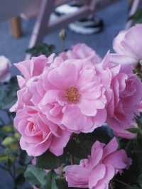 春暖花開，深圳花展攻略
