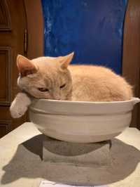 【東京】猫好き集まれ～!!かわいい猫カフェで癒されたい🤍