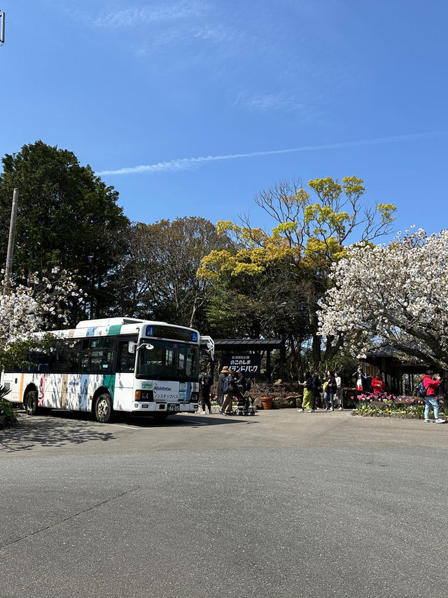 福岡後花園～終於見到油菜花田