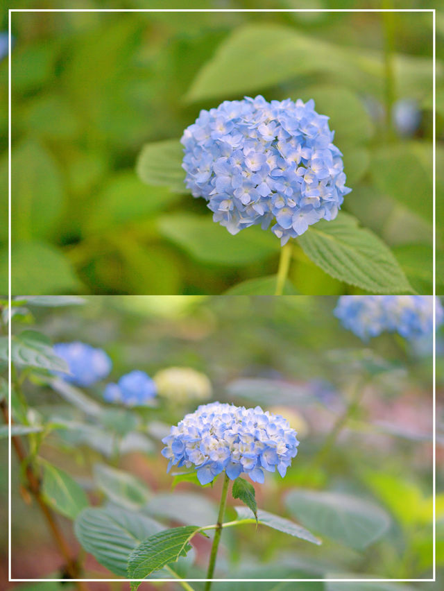 여름 수국 구경하기 좋은 전주수목원🌳
