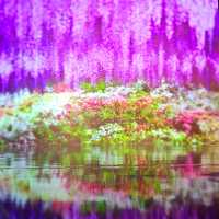 蜷川實花瞬間的永恆沉浸式藝術展