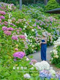 千葉県　紫陽花スポット　服部農園あじさい屋敷