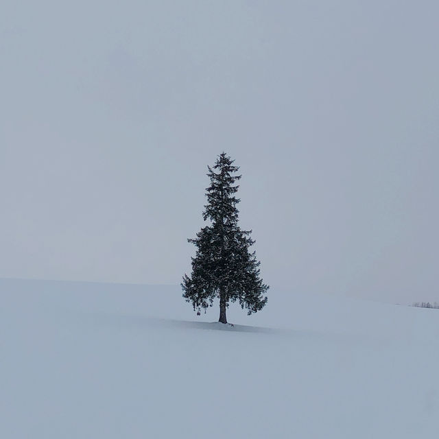 새하얀 눈의도시, 일본 삿포로 여행❄️⛄️🤍