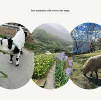 南牧場：原生態自然環境，深入感受島嶼魅力