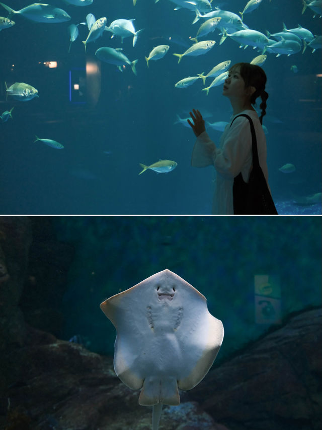 日本 ｜ 香川縣海濱絕景 四國水族館🐟