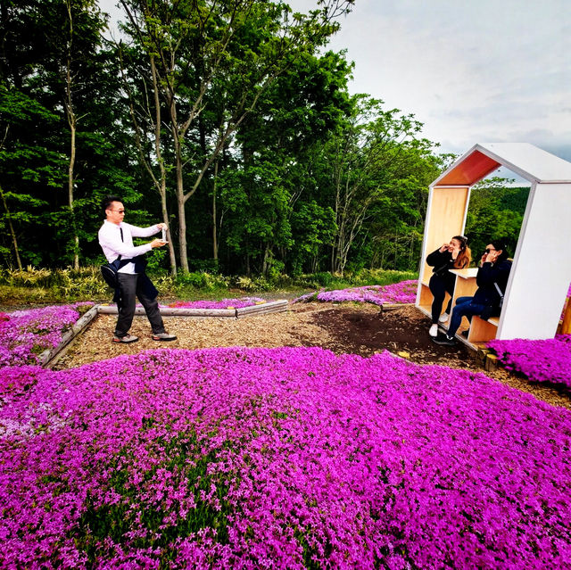 Higashimokoto Shibazakura Park's Dreamy Delight