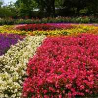 【福岡観光】色とりどりのお花が魅力的な植物園
