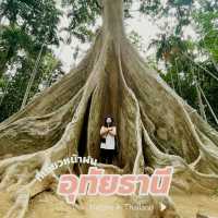 ต้นไม้ยักษ์ รักษ์หน้าฝน
