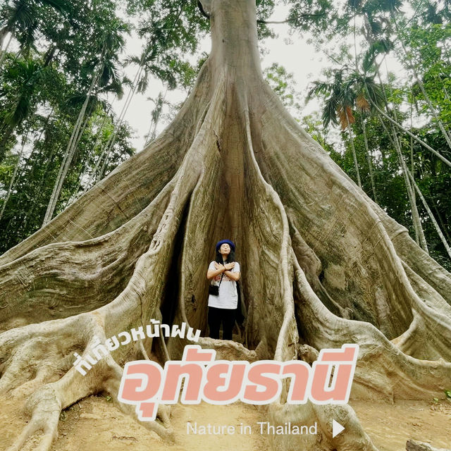 ต้นไม้ยักษ์ รักษ์หน้าฝน
