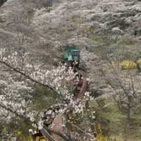 Sendai Sakura 3-7 Apr 2024