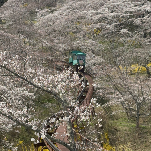 Sendai Sakura 3-7 Apr 2024