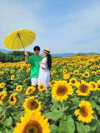 백일홍도 볼 수 있는 함안 해바라기 마을🌻