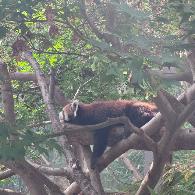 【エバーランド】🎡遊園地🐼動物園👙ウォーターパーク