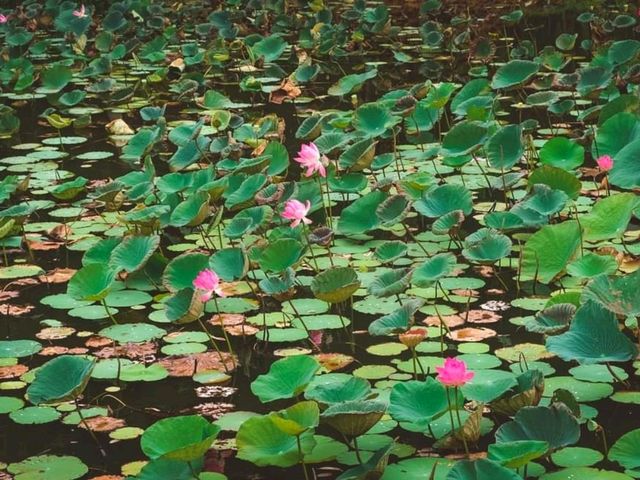 🌷ชมวิว ธรรมชาติ บึงบัว @สามร้อยยอด ปราณบุรี