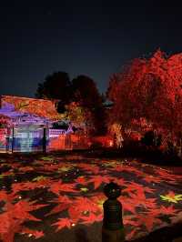 〜京都府〜煌びやかに光る寺院　秋の特例参観高台寺